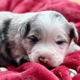Merle boy 2 - Blue merle male Border Collie puppy in East Ellijay, Georgia from Nine Peaks Border Collies