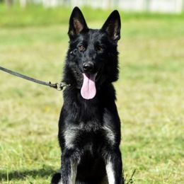 Biene - German Shepherd