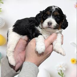 Sophia - Tri-color female Cavapoo puppy in Coshocton, Ohio from Forever Family Puppies