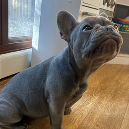 Bulldog and French Bulldog All Grown Up from Salem Bulldogs