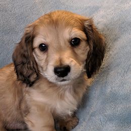 Dachshunds from FableDachs