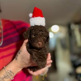 Faith - Chocolate male Goldendoodle puppy in Miami, Florida from Milk Drunk Doodles And Poodles