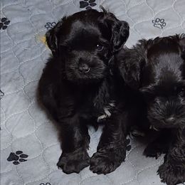 Tiny - Black male Miniature Schnauzer puppy in Ferndale, Washington from Blackhorse Schnauzers Washington state
