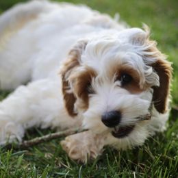 Bella - Australian Labradoodle