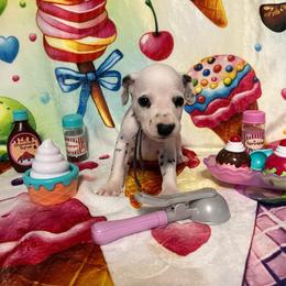 Cookie Dough- Blue-HUA - White and black male Dalmatian puppy in Claremore, Oklahoma from Lotsofdots Dalmatians