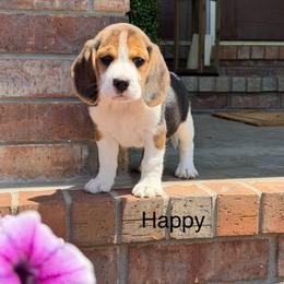 Happy - Black tan and white female Beagle puppy in Mansfield, Missouri from Rippee Creek Kennel