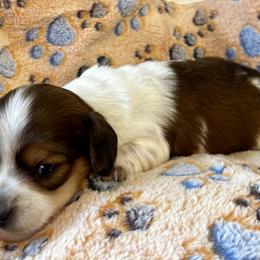 AKC Krypto - Red male Dachshund puppy in Indiana from Dani’s Darling Doxies