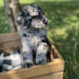 Sheepadoodle Puppies from Primrose Cottage Puppies