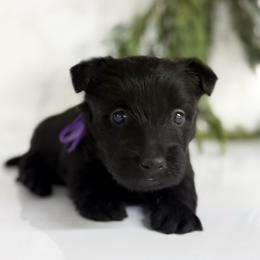 Lavender - Black female Scottish Terrier puppy in Mount Joy, Pennsylvania from K&M Kennel
