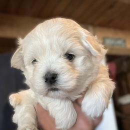 Blade - Yellow - White male Coton de Tulear puppy in Rubicon, Wisconsin from Purplehaze Acres Cotons de Tulear