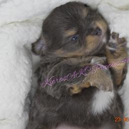 Chihuahua Puppies from Kiara's AKC Chihuahuas of Michigan