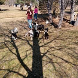 Australian Shepherd Puppies from Platinum Edition