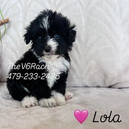 Girl 3 - female Aussiedoodle puppy in Sulphur Bluff, Texas from V6 Ranch Dogs