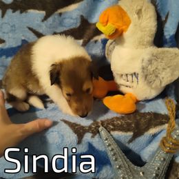 Sindia (service dog program) - Collie puppy from The Hart of Fair Bluffs Collies
