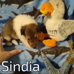 Sindia (service dog program) - Collie puppy from The Hart of Fair Bluffs Collies