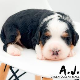 A.J. - Tri-color male Bernedoodle puppy in Tipton, Indiana from Country Creek Doodles