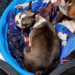 Ellie - Boston Terrier