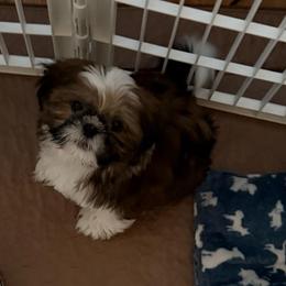 Goose - Tricolor male Shih Tzu puppy in Delta, Colorado from Wachowicz Shihtzu
