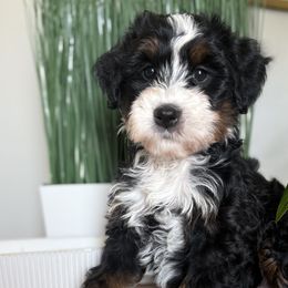 Bernedoodles from 864 Bernedoodles