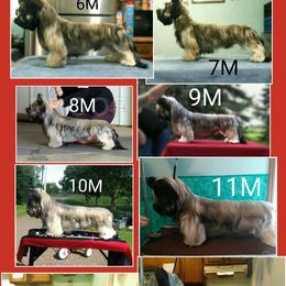 Skye Terrier Puppies from Falkor Skye Terriers
