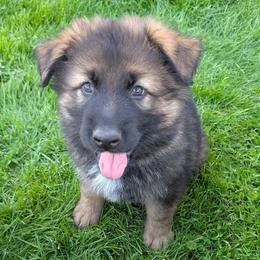 Aurora - Sable female German Shepherd puppy in Waterloo, New York from Von Nikolaos German Shepherds