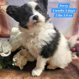 Percy - Black and white male Companion Cross puppy in Davenport, Washington from Lovely Ladies and Little Asses Miniature Equines (L3A Pomeranians & Papillons)