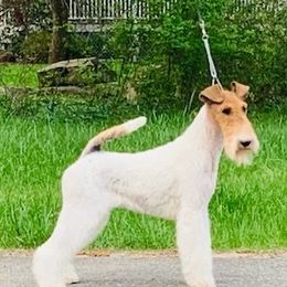 Sophie - Wire Fox Terrier