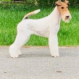 Sophie - Wire Fox Terrier