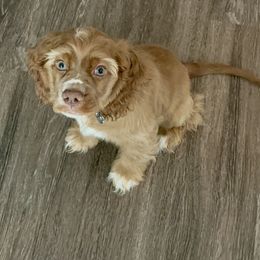 Hershey - Brown and white male Cocker Spaniel puppy in Conroe, Texas from Cavi Cutie Collective