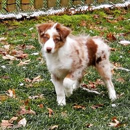 Australian Shepherd Puppies from Golden Triangle Aussies