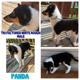 Collie Puppies from Reger Collies