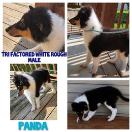 Collie Puppies from Reger Collies