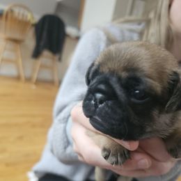 Blue - Fawn male Pug puppy in Tallapoosa, Georgia from West Georgia Pugs