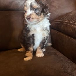 Rocky - Red merle Aussiedoodle puppy in Tonopah, Arizona from Lazy T9 Ranch