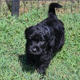 Star - Black female Goldendoodle puppy in Kansas City, Missouri from Poppy's Doodles