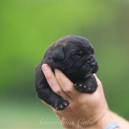 Girl 4 - Chestnut brindle female Cane Corso puppy in Cable, Ohio from Americana Cane Corso