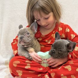French Bulldogs from Laurelwood Frenchies CA