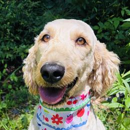 Aussiedoodles, Goldendoodles, and Labradoodles from Loyal Doodles