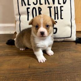 Orange collar - Red female Pembroke Welsh Corgi puppy in Elberton, Georgia from Lonesome Boone Corgis
