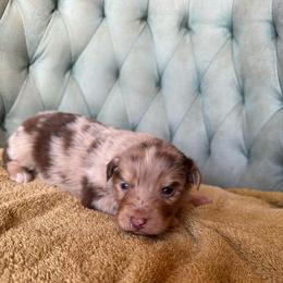 Girl 1 - Red merle female Australian Shepherd puppy in Bison, South Dakota from South Dakota Creekside Australian Shepherds