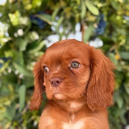 Duke - Chocolate male Cavalier King Charles Spaniel puppy in Laurel, Mississippi from Malu Lani Cavaliers