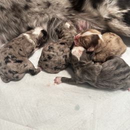 Miniature Australian Shepherd and Toy Australian Shepherd Puppies from Cherry Grove Kennel