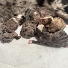 Miniature Australian Shepherd and Toy Australian Shepherd Puppies from Cherry Grove Kennel