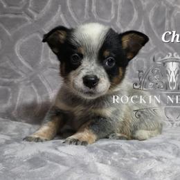 Cherry - Blue male Australian Cattle Dog puppy in Silsbee, Texas from Rockin ND Ranch