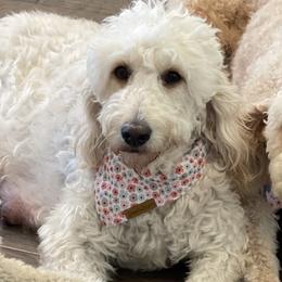 Maggie - Goldendoodle