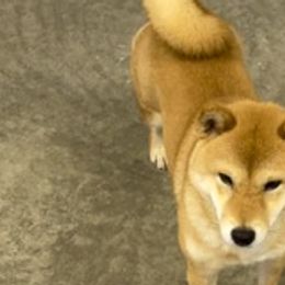 Peanut - Shiba Inu