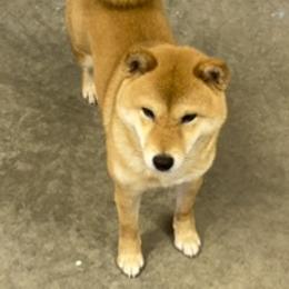 Peanut - Shiba Inu