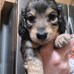 Boy 2 - Cream male Dachshund puppy in Sour Lake, Texas from Rigdon's dachshunds
