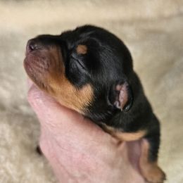 Miniature Pinscher Puppies from Jersey little devils