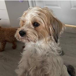 Oreo - Parti male Yorkshire Terrier puppy in Collier County, Florida from Star Catcher Pups